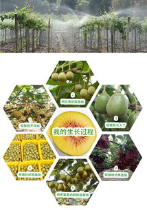 預售開啟 | 生態(tài)種植，自然本味 品鑒正宗蒼溪紅心獼猴桃